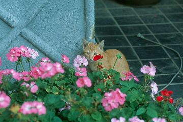 猫 ネコ ねこ 猫情報